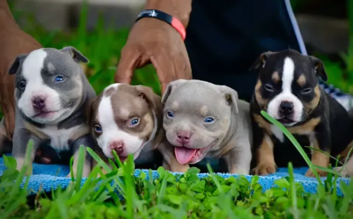 American Bully 