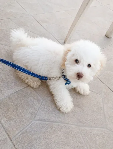 Vendo filhote de poodle número 1 macho tem três meses