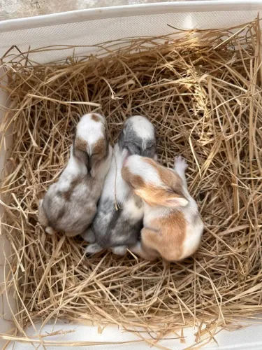 Filhotes de coelhos