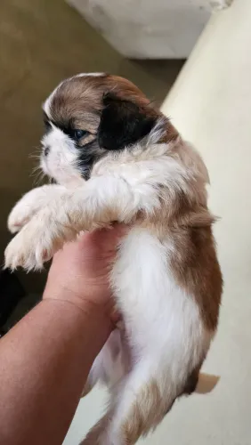 Shih Tzu  