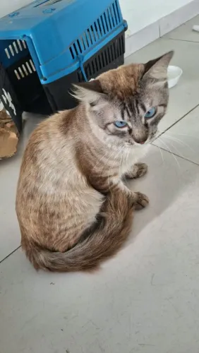 Gato adulto e manso siamês