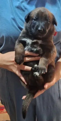 Cachorro