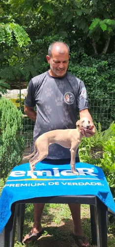 Galgo Italiano femea