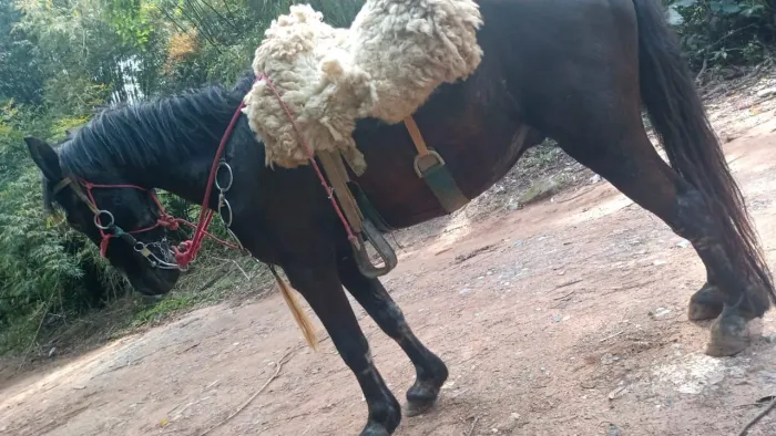 Cavalo machador