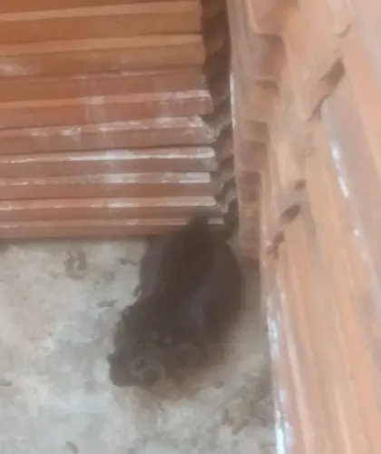 Porquinho da índia Abyssini 