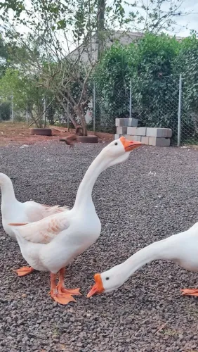 Ganso macho branco