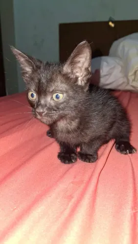 Adoção de gatinhos 