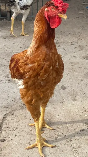 Galo 
