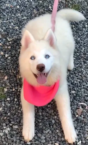 Último Filhote De Husky 