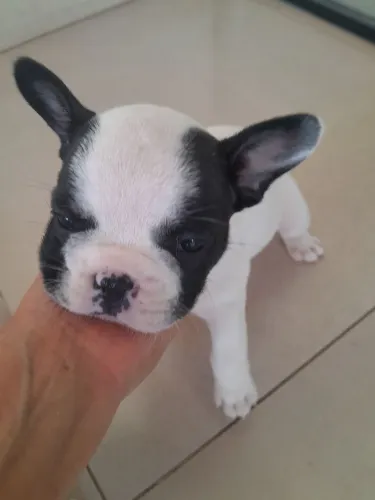 Buldog Francês