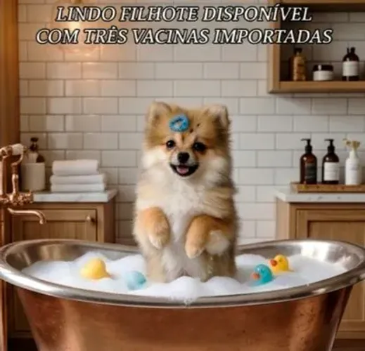 Lulu da Pomerânia Anão machinho 