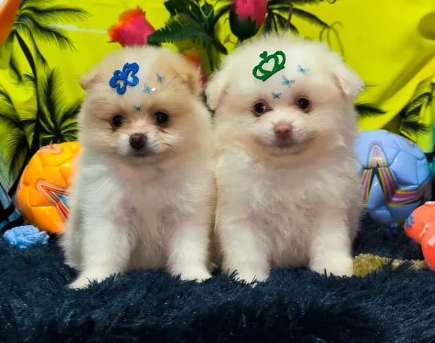 Lulu da Pomerânia Anões