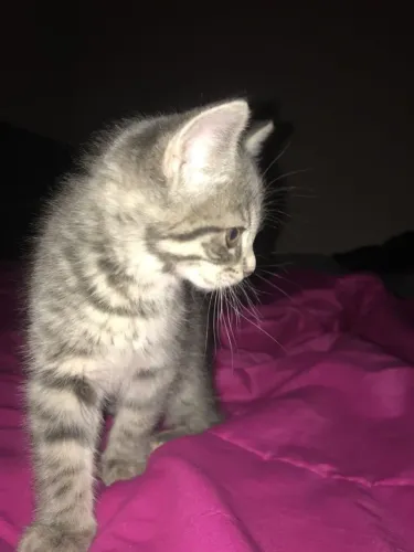 Gato