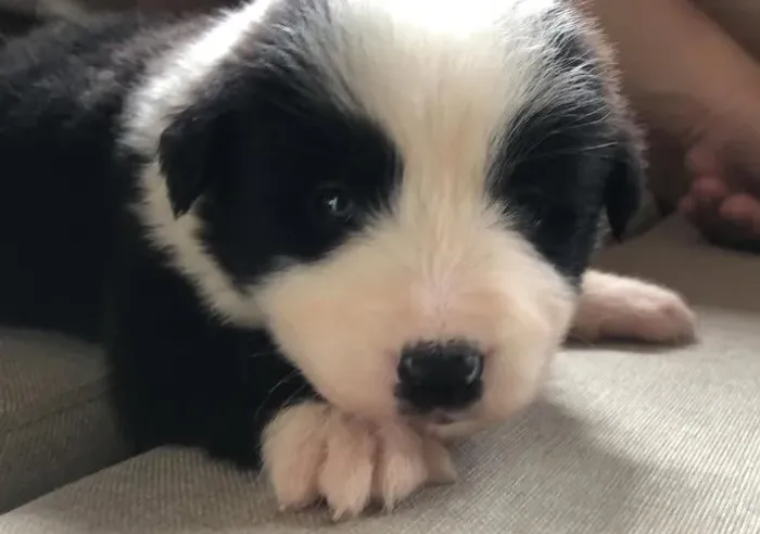 Filhotes de Border Collie | Um companheiro cheio de charme.