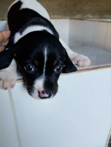 Piebald Tricolor