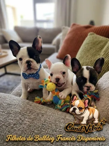 Filhotes de Bulldog Francês