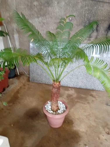 Plantas para ornamentação