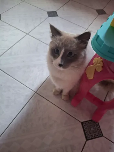 Doa se um gato siamês