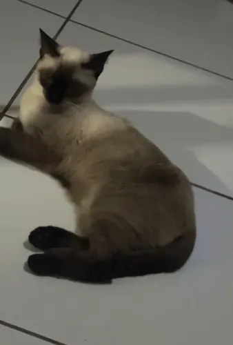 Doação gata fêmea siamês "castrada