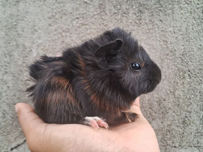 Porquinho da índia filhote macho