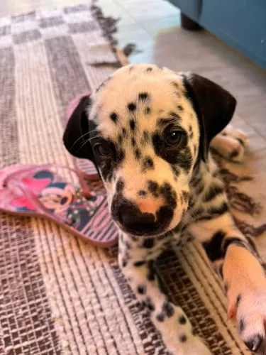 FILHOTES DALMATA ORIGINAL, PUROS, ÚLTIMA OPORTUNIDADE