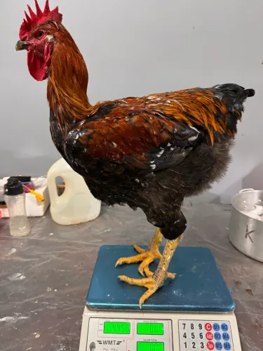 Frango GSB 