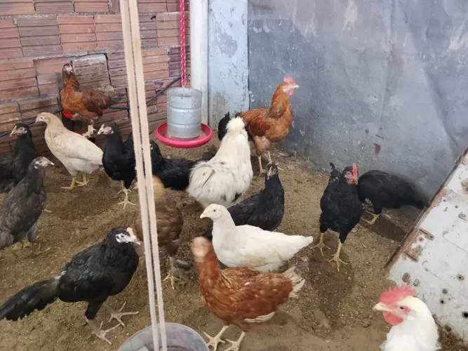 Franguinhas GLC