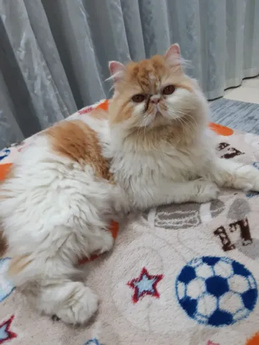 Gata persa puríssima