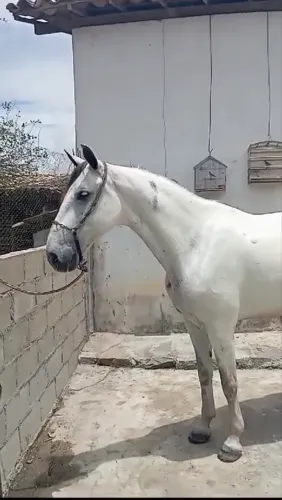 Cavalo alazão
