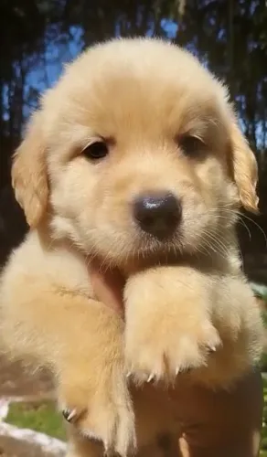 Golden Retriever dourados elegante