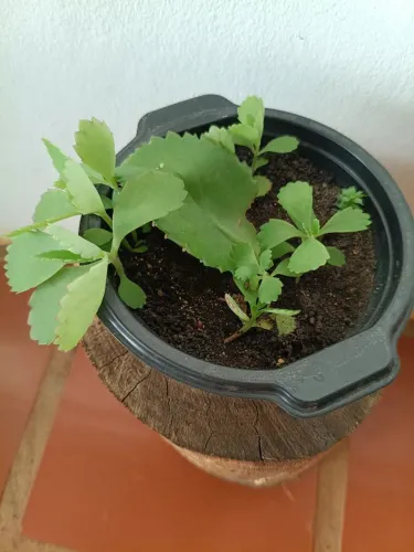 Vaso com planta e suporte de eucalipto. Retirar na Região do Lago Cascavel PR.