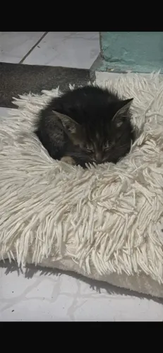 Gatinho para doação