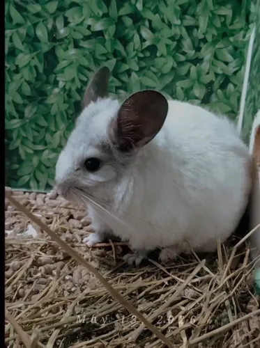 Chinchila Mosaico - Macho