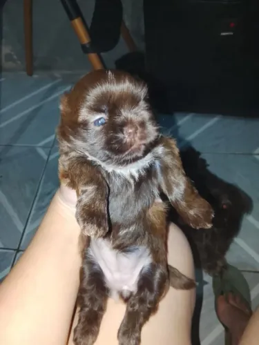 Filhote de Shih Tzu Fêmea Mini Chocolate solida