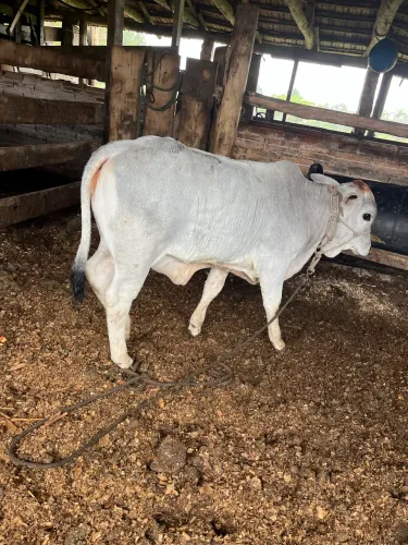 Vende se Mini Nelore
