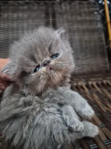 Gatinhas persas cinza $3.000,00 zap *