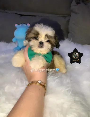 Filhote de Shih-Tzu com pedigree (VALOR PROMOCIONAL)