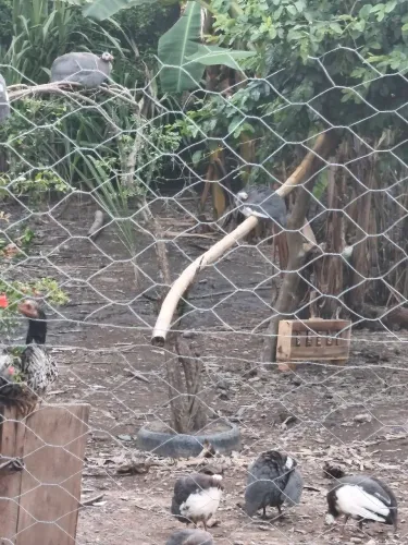 Aves