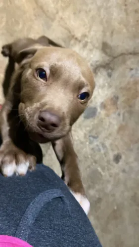 Vendo filhote de Pitbulls