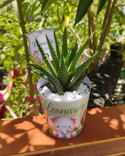 Lembrancinhas personalizadas com cactos e suculentas 