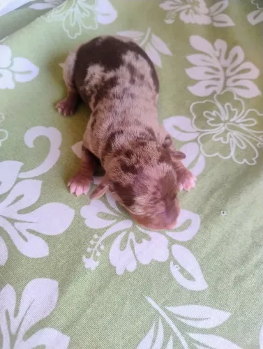 Dachshund alerquim chocolate ( basset, salsichinha)
