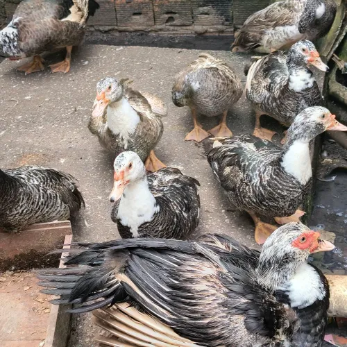 Vendo pato jovem preço especial para levar
