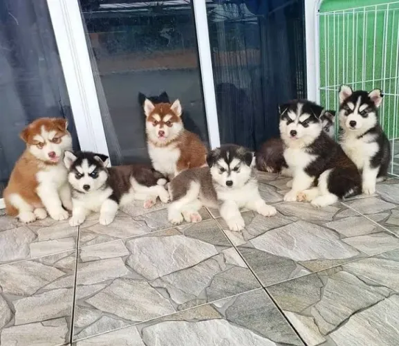 Husky siberiano, adquira o seu filhote , entregamos com segurança e conforto