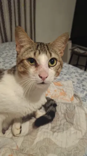 Gato adulto doação responsável 
