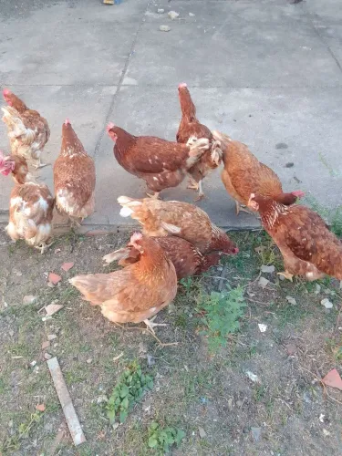 Galinha poedeira isa Brown 55$ a unidade