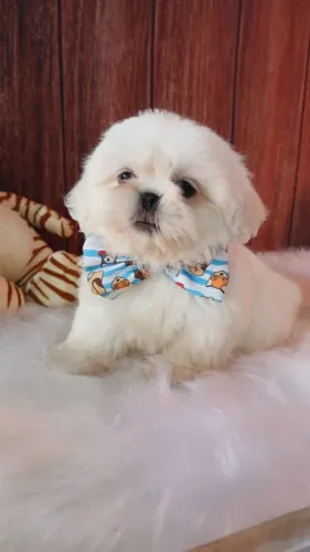 maltês perfeito