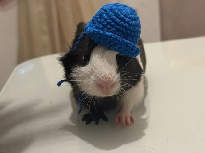Porquinho da índia