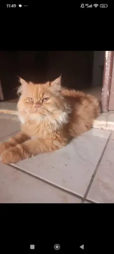 LINDA E CHARMOSA GATA PERSA A PROCURA DE UM GATÃO PERSA PARA CRUZA.