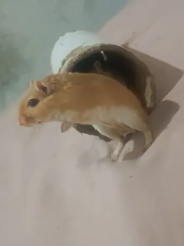 Esquilo da Mongólia gerbil 