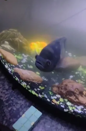Aquario